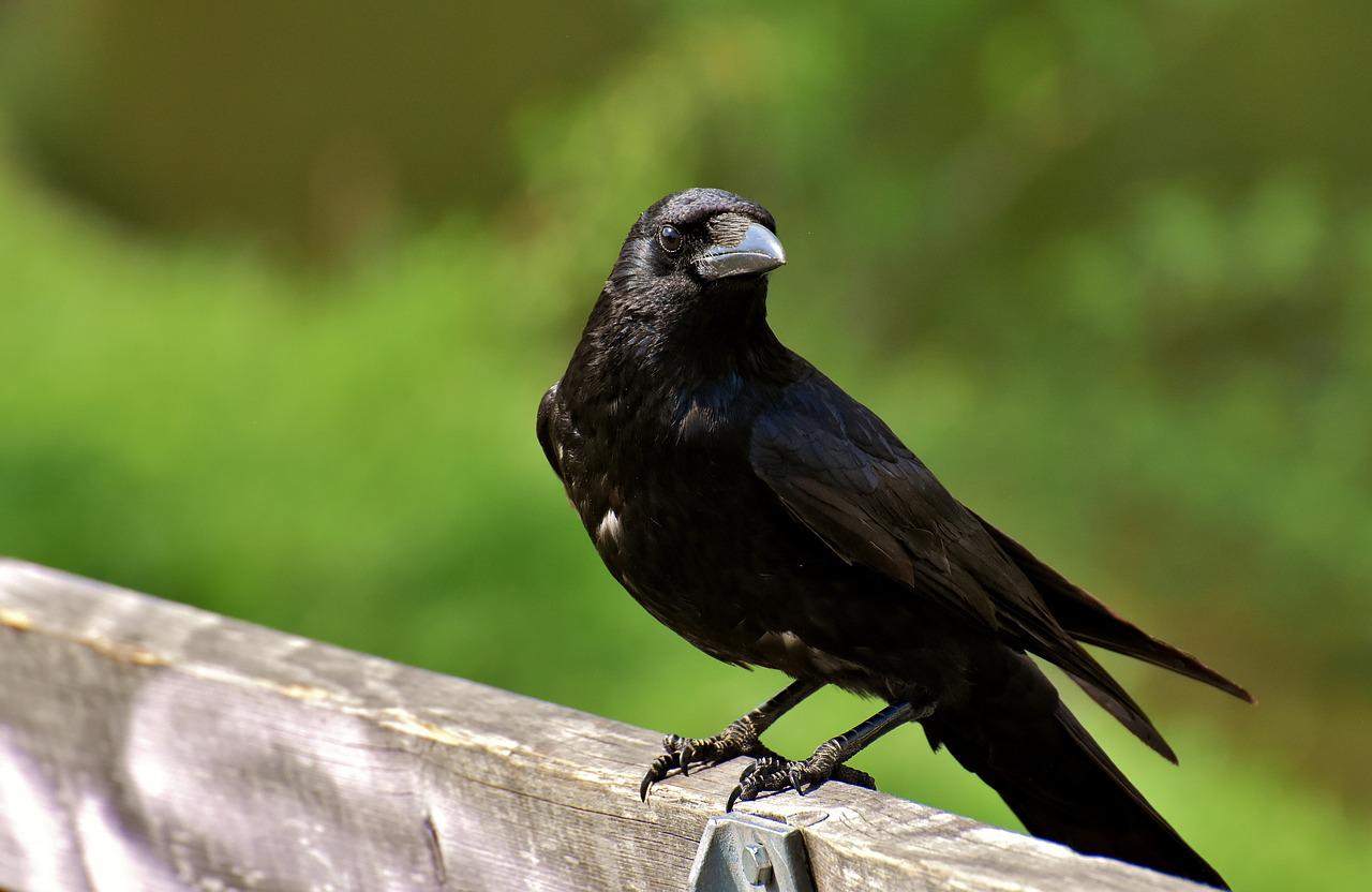 crow, raven bird, black-3347176.jpg